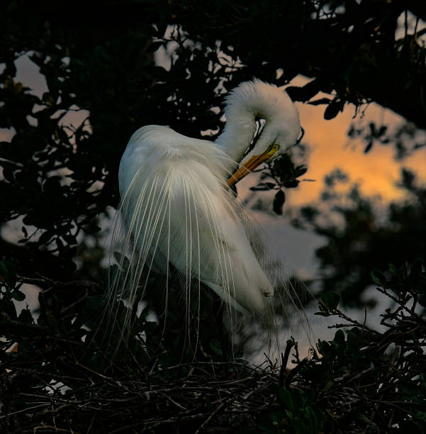 istock Great White Egret in Nest 1288154831