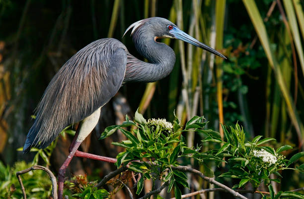 garça tricolor nas zonas úmidas da flórida - tricolored heron - fotografias e filmes do acervo