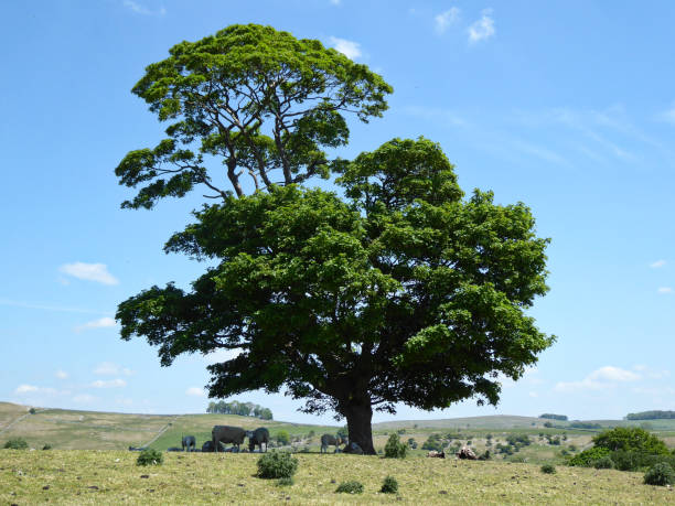 una grande quercia storta in un campo, con cielo blu e pecore - treetop sky tree tree canopy foto e immagini stock