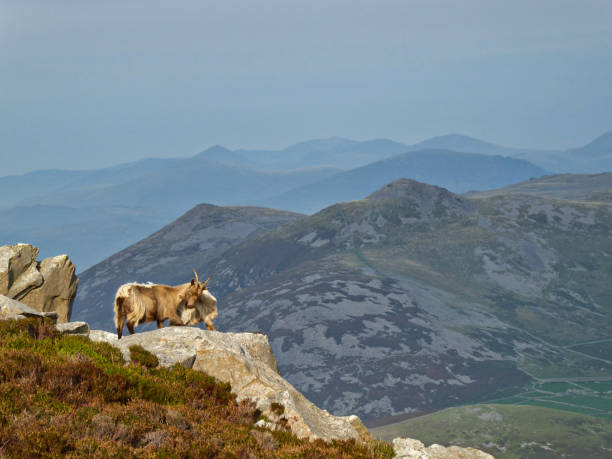 istock Mountain goats standing on a boulder with a dramatic mountain landscape behind 1288155713