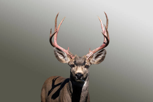 istock Velvet Gone, Battle Ready 1288155888