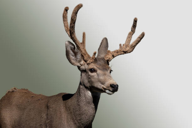 istock Cactus Buck Portrait 1288155889