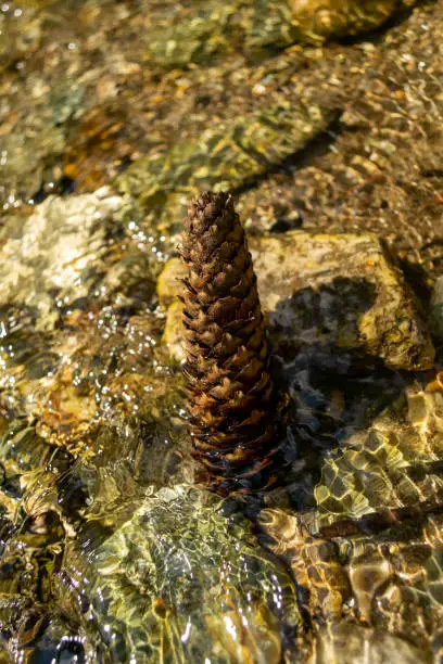 a pine cone in the water with view from above