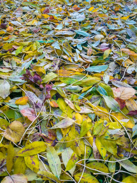 colorful autumn leaves on the floor - shade rain large group of objects autumn imagens e fotografias de stock