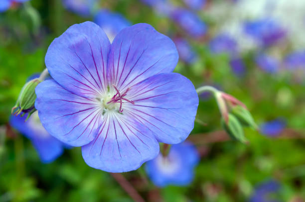istock Blue flower Geranium himalayense Rozanne in the garden. 1288156856
