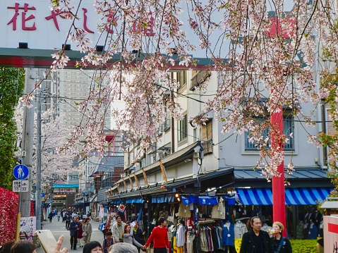 People walking through a small shopping street in Asakusa district in Tokyo later evening with blossoming sakuras in foreground.