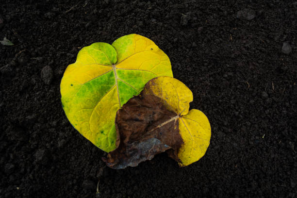 istock Yellow flower with plague in nature 1288157900