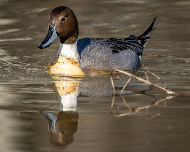 istock Pintail Duck in Huntley Meadows park in Virginia 1288159351