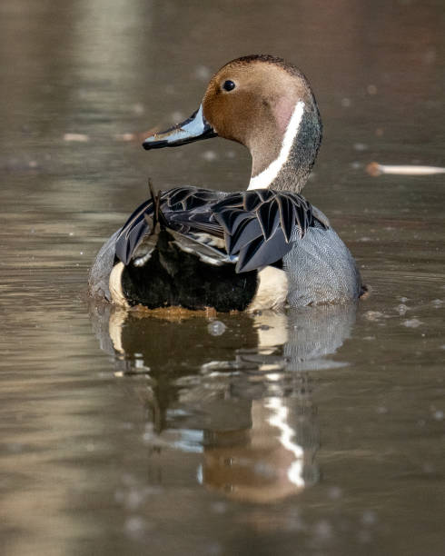 istock Pintail Duck in Huntley Meadows park in Virginia 1288159364