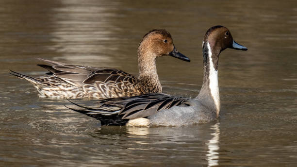 istock Pintail Duck in Huntley Meadows park in Virginia 1288159377