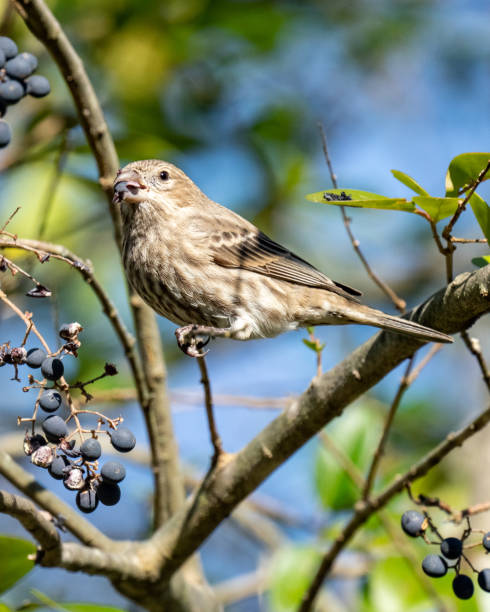 istock House finch Bird on branches 1288159985