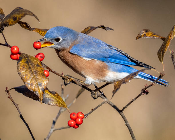 istock Bluebird on a branch eating red berries 1288160001