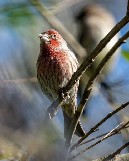 istock House finch Bird on branches 1288160018