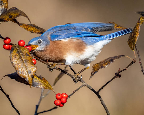 istock Bluebird on a branch eating red berries 1288160027
