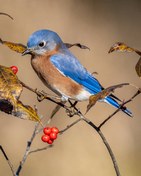 istock Bluebird on a branch eating red berries 1288160034