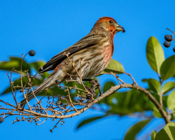istock House finch Bird on branches 1288160081