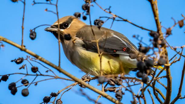 istock Cedar waxwing bird in a tree looking for berries for food 1288160405