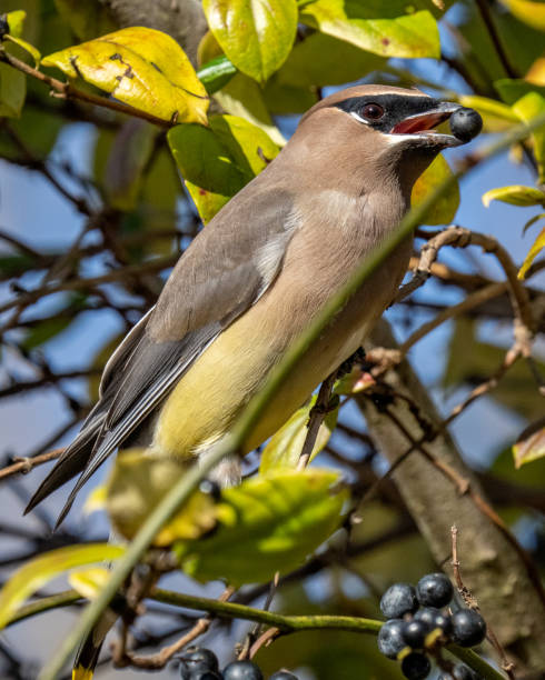 istock Cedar waxwing bird in a tree looking for berries for food 1288160416