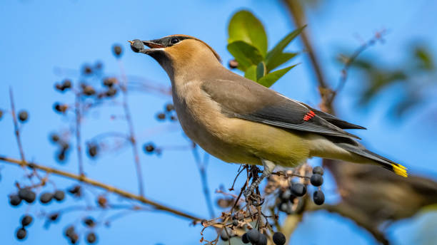 istock Cedar waxwing bird in a tree looking for berries for food 1288160448