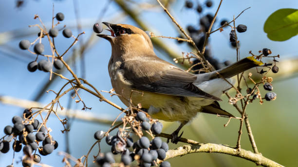 istock Cedar waxwing bird in a tree looking for berries for food 1288160456