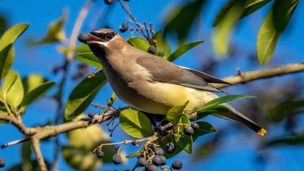 istock Cedar waxwing bird in a tree looking for berries for food 1288160472
