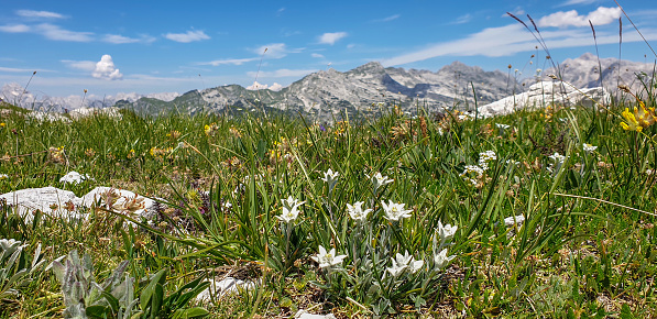 Footpath in green mountain meadow against clear blue sky and mountain range in Triglav national park. Yellow blooming mountain flowers and edelweiss.