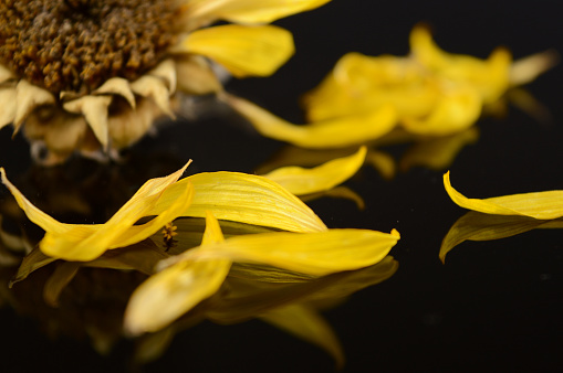 A closeup shot of some fallen yellow flower petals on a black reflective surface.