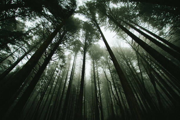 霧の木の背景 - 樹冠 ストックフォトと画像