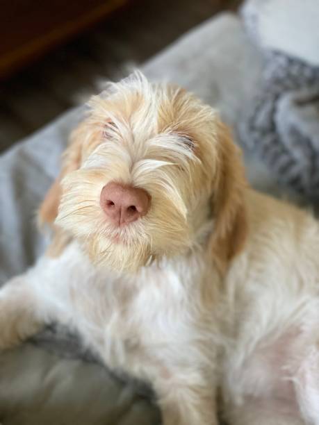 Gabi The Spinoni Italiano So Cute and Loving spinoni stock pictures, royalty-free photos & images