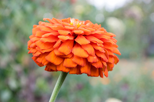 Zinnia elegans known as youth-and-age or common elegant zinnia flowering ornamental plant