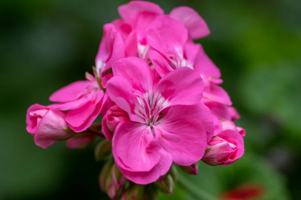 pelargonium zonale coltivato pianta fiorita vaso ornamentale, gruppo di fiori rosa viola in fiore, gambo verde - poppy pink close up cut flowers foto e immagini stock