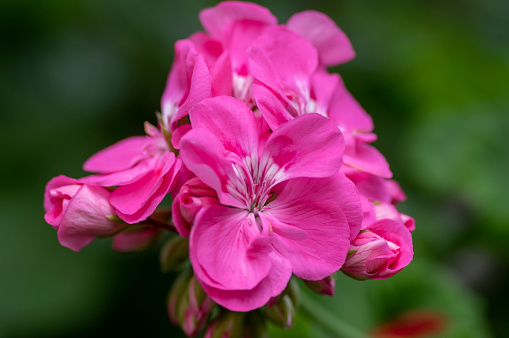 Pelargonium zonale cultivated ornamental pot flowering plant, group of purple pink flowers in bloom, green stem and group of buds