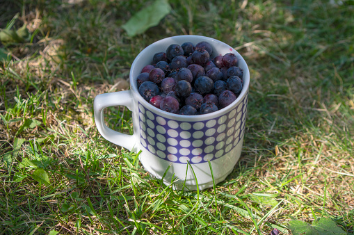 Amelanchier ripened fruits serviceberries in retro ceramic mug, harvested tasty shadbush juneberry in green grass on the lawn