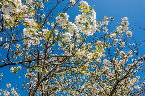 istock apple blossom against a blue sky 1288168266