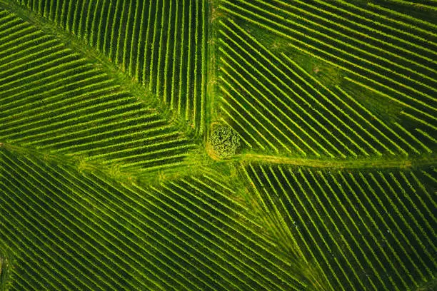 Top view of a vineyard in Summer. Aerial drone shot in Styria, Austria. Agriculture concept