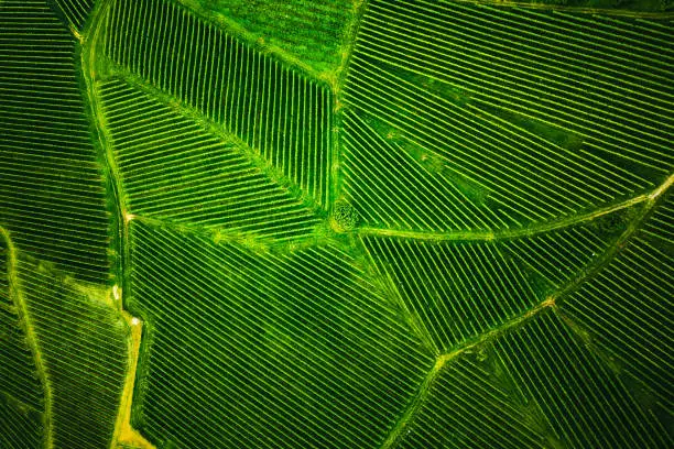 Top view of a vineyard in Summer. Aerial drone shot in Styria, Austria. Agriculture concept