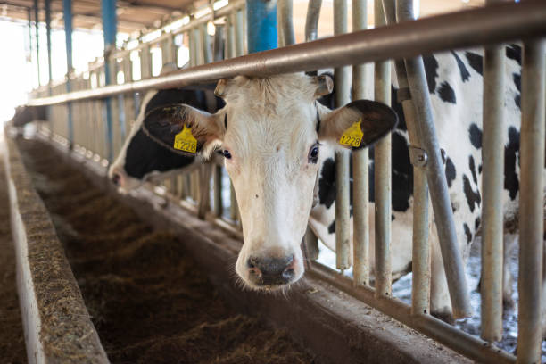 istock Cows eating feed on the farm 1288175450