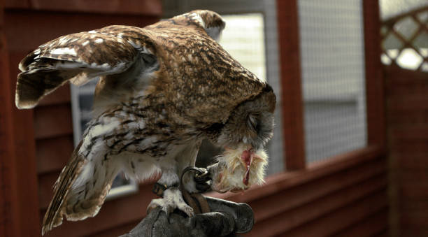 istock A brown tawny owl (strix aluco) eating a chick for dinner 1288177356