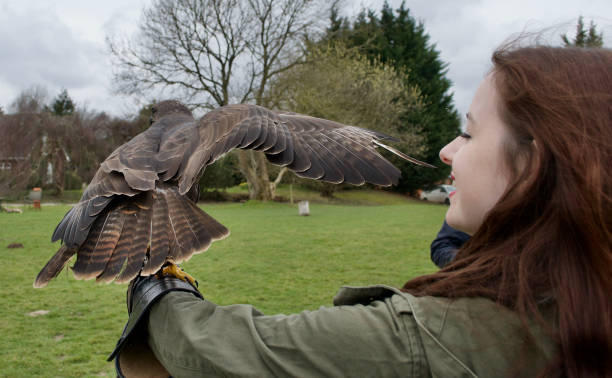istock Lady falconer holding a Harris's Hawk (parabuteo unicinctus) 1288177482