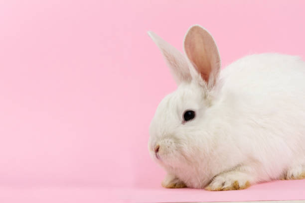 istock small white rabbit on a pastel pink background . Concept for the Easter holiday. A live hare looks at the camera in close-up 1288178293