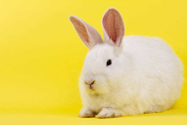 a small white rabbit on a pastel yellow background, an Easter Bunny for Easter. close-up of a small rabbit