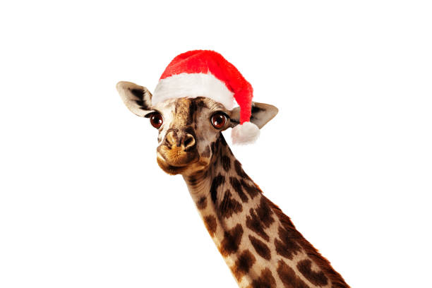 istock Giraffe head in Santa Claus hat isolated on white 1288178332