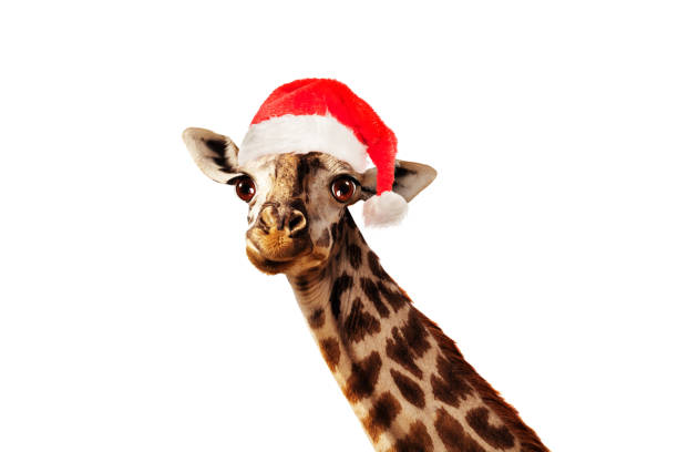 Giraffe head in Santa Claus hat isolated on white Funny photo of giraffe head in Santa Claus hat isolated on white giraffe photos stock pictures, royalty-free photos & images