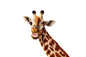 Funny photo of giraffe with open mouth on white