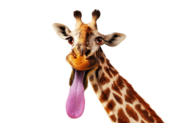 foto von giraffenkopf herausragen längszunge - animal animal neck cute safari animals stock-fotos und bilder