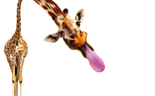 giraffe stechen longue zunge mit lustigem gesicht - animal animal neck cute safari animals stock-fotos und bilder