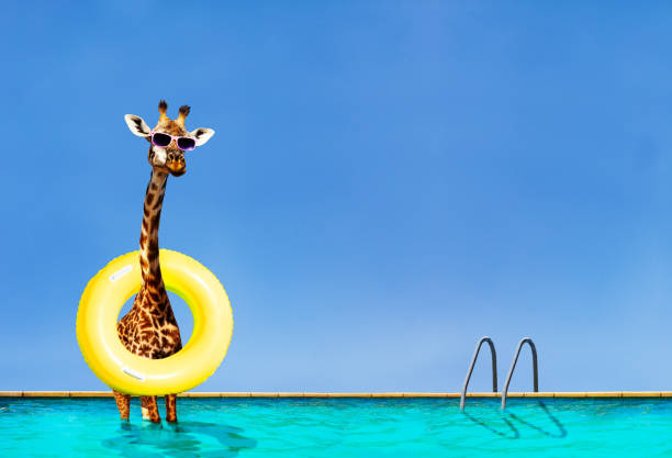 istock Giraffe stand with inflatable doughnut in the pool 1288178350