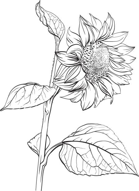 Sunflower.  Hand drawn monochrome illustration Sunflower. Hand drawn vector illustration helianthus stock illustrations