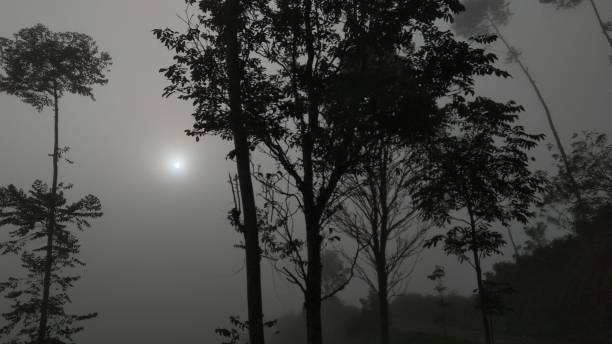 istock Beautiful morning on the tea plantation 1288178577