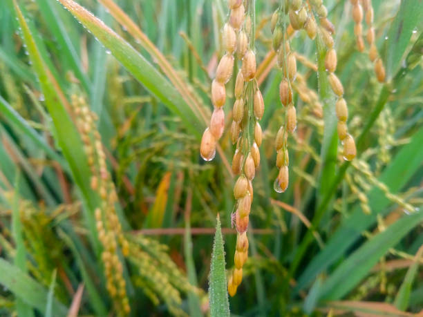 Dew drops pouring from the crops in paddy field
